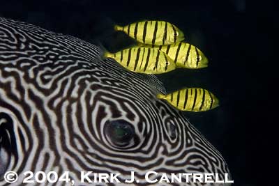 underwater photography contest winners