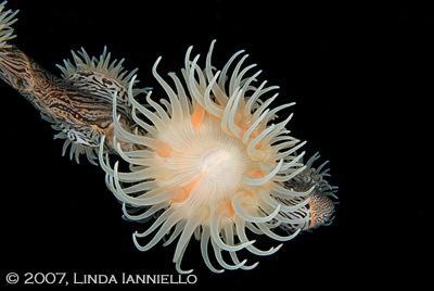 underwater photography contest winners