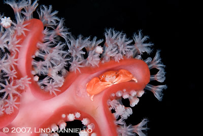 underwater photography contest winners