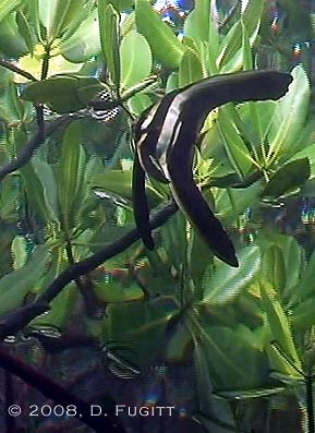 Raja Ampat Reef and Rainforest