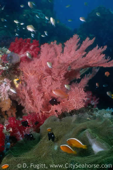 Best Time Raja Ampat Sunrise