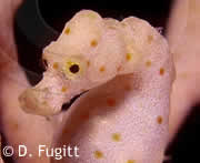 Raja Ampat Liveaboard Ship