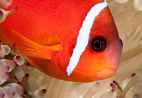 2015 Indonesia Liveaboard Schedule