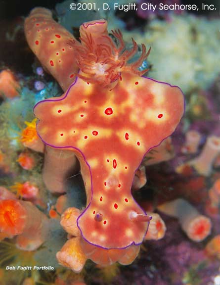 Wayag, Raja Ampat Islands, Irian Jaya Indonesia