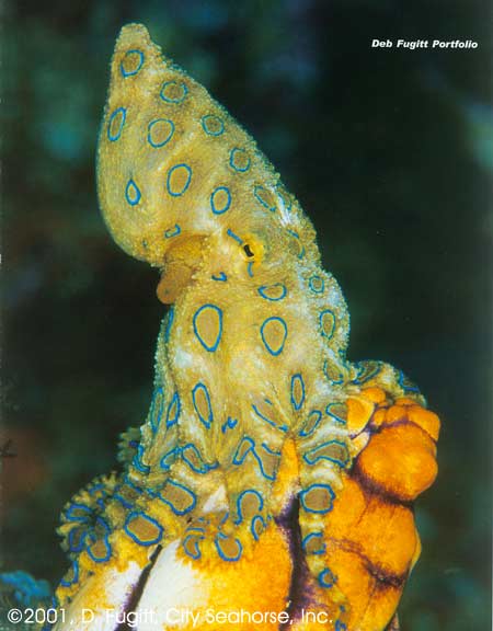 Wayag, Raja Ampat Islands, Irian Jaya Indonesia