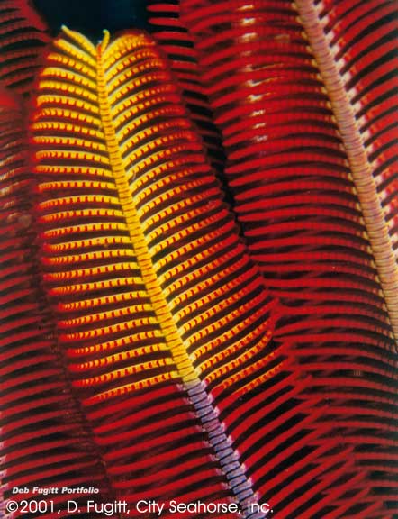 Wayag, Raja Ampat Islands, Irian Jaya Indonesia