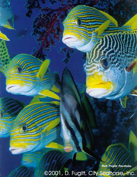 Wayag, Raja Ampat Islands, Irian Jaya Indonesia